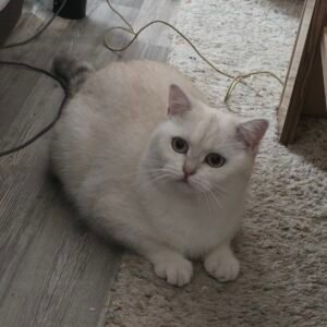 Katze